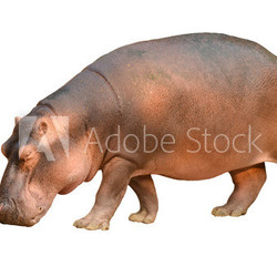 hippopotamus isolated