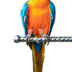 Colorful red parrot macaw isolated on white background