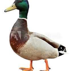 Mallard Duck with clipping path.
