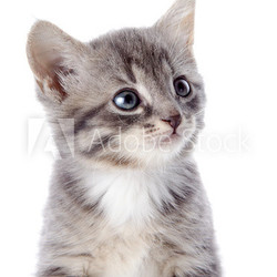 Portrait of a gray striped kitten with blue eyes.