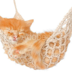 Cute red haired kitten sleeping in hammock