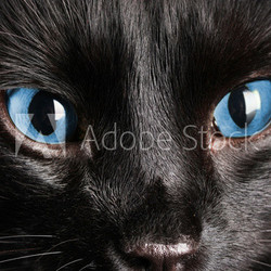 Black cat, close up