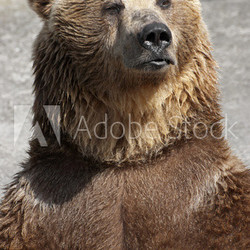 Standing brown bear