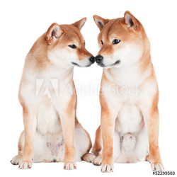 two shiba inu dogs touching with their noses