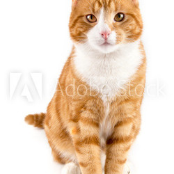 red cat, sitting towards camera, isolated in white