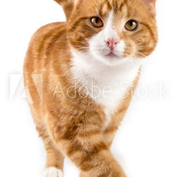 red cat, walking towards camera, isolated in white
