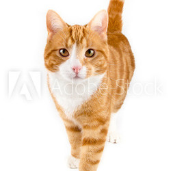 red cat, walking towards camera, isolated in white