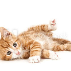 Little red kitten, lying on the ground.