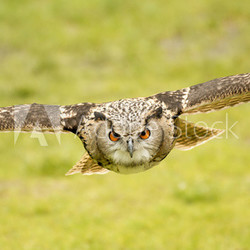 flying eagle owl