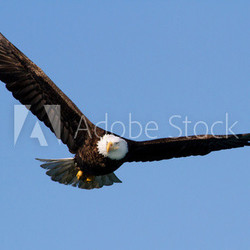 Bald eagle