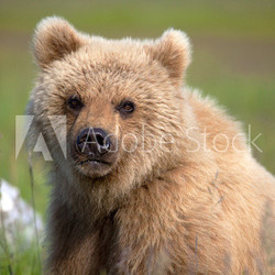 Grizzly cub