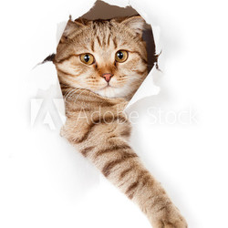 cat in white wallpaper hole