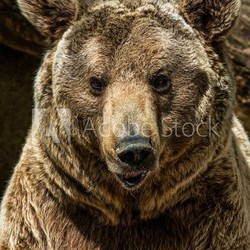 Brown bear close-up shot