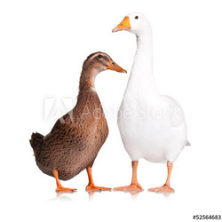 Duck and goose
