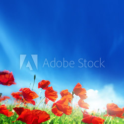 poppy flowers and sunny day