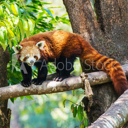 Red panda in nature