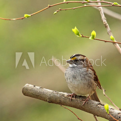 White-throated Sparrow