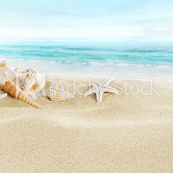 Shells on sandy beach