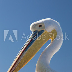Pelican portrait