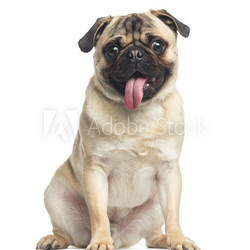 Pug, sitting and panting, 1 year old, isolated on white