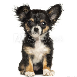 Chihuahua puppy sitting, looking at the camera, 3 months old