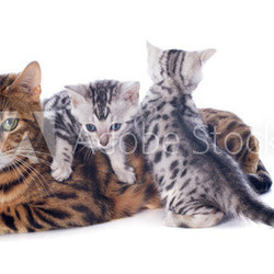 bengal kitten and adult