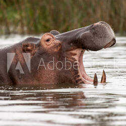 Big Mouth of Hippopotamus