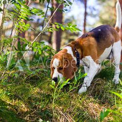 beagle in forest