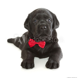 Black Labrador Retriever Puppy