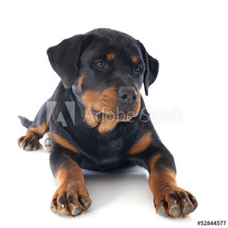 puppy rottweiler