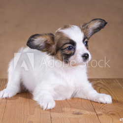 Papillon puppy
