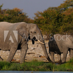 Elefantenkuh mit Kalb
