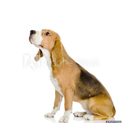 Beagle dog looking away and up. isolated on white background
