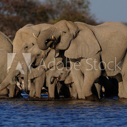 Elefantenherde am Wasserloch