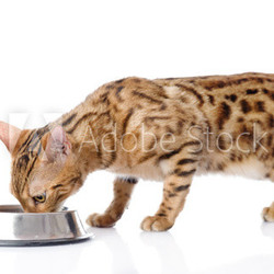 Bengal cat eating food. isolated on white background