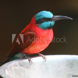 The Northern Carmine Bee Eater (Merops nubicus).