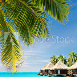 Coconut palm tree leaves over ocean with bungalows