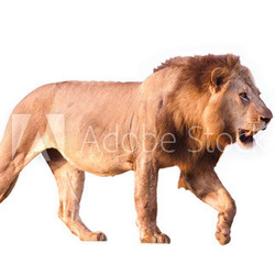 Lion Isolated on white