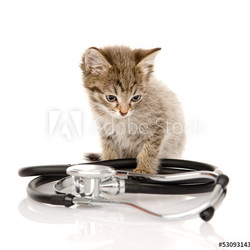 kitten with a stethoscope. isolated on white background