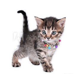 beautiful cute one month old kitten