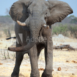 close up elephant ready to charge
