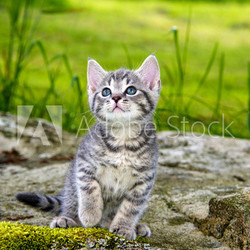 a cute little kitten in the garden grass