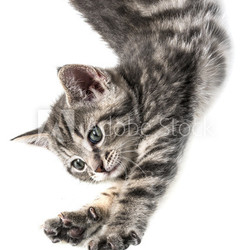 little kittenplaying on a white background