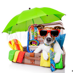summer holiday dog