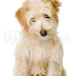 puppy dog looking at camera. isolated on white background