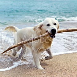 labrador retriever on the beach