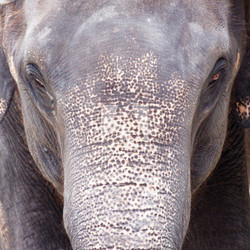 Asian elephant head in thailand