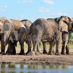 Nxai pan elephants in Botswana