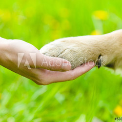 Friendship between human and dog - shaking hand and paw