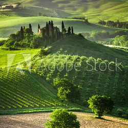 Farm of olive groves and vineyards
